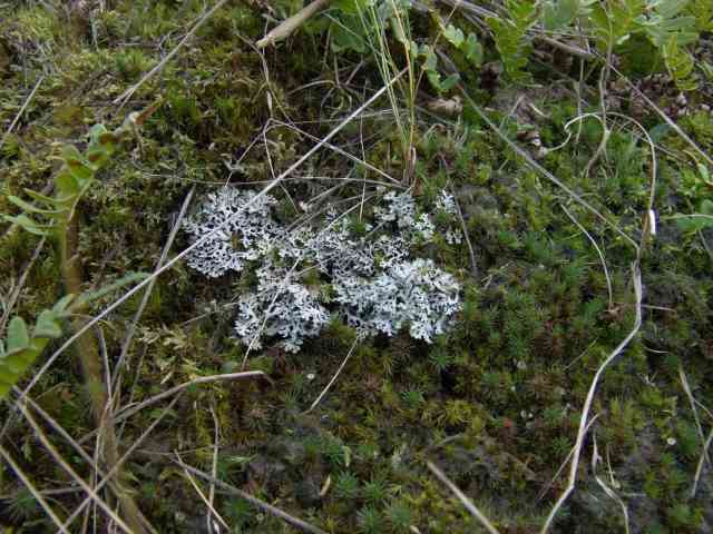 Hypogymnia physodes, een meestal op bomen groeiend korstmos, hier in de duinen van Terschelling op de grond tussen mossen. 